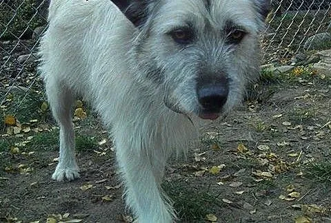 Iwan pies pilnie potrzebujący domu!, mazowieckie