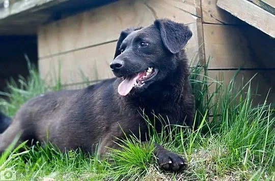 2 letnia Wega, nieduża, spokojna suczka do pokocha