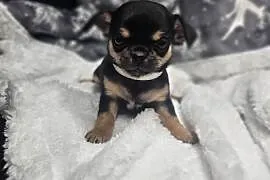 Dziewczynka chihuahua