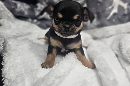 Dziewczynka chihuahua