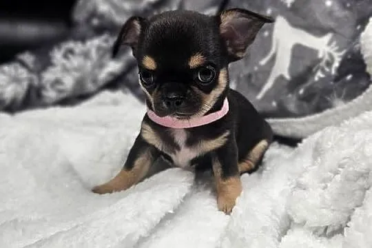 Dziewczynka chihuahua, Dolnośląskie, Wrocław
