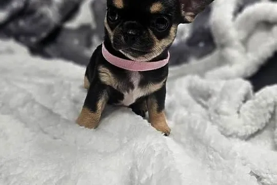 Dziewczynka chihuahua, Dolnośląskie, Wrocław