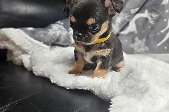 Dziewczynka chihuahua, Dolnośląskie, Wrocław