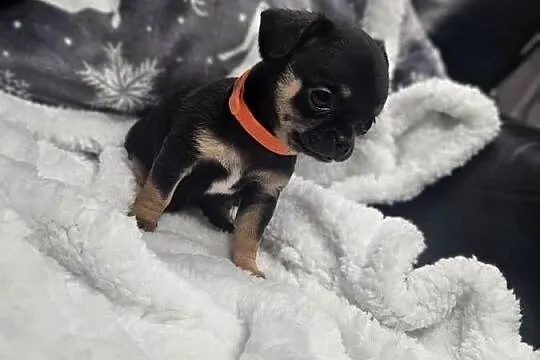 Dziewczynka chihuahua, Dolnośląskie, Wrocław