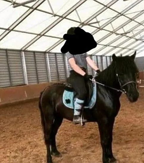 Kon hucuł wałaszek z pełnym pochodzenie, Wielkopolskie, Szamotuły