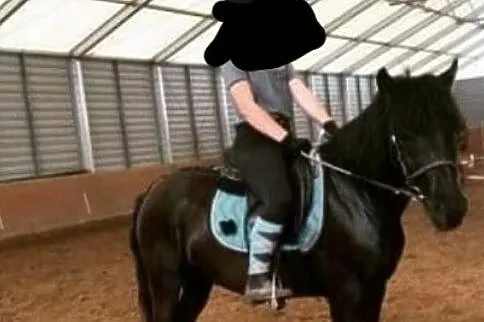 Kon hucuł wałaszek z pełnym pochodzenie, Wielkopolskie, Szamotuły