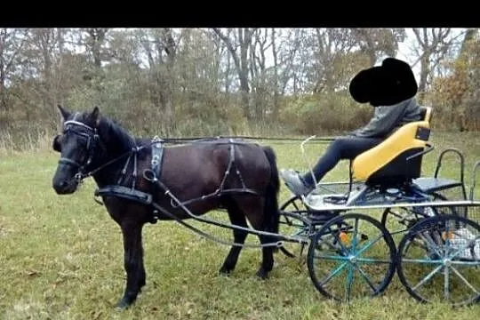 Kon hucuł wałaszek z pełnym pochodzenie, Wielkopolskie, Szamotuły