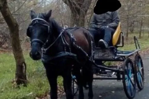 Kon hucuł wałaszek z pełnym pochodzenie, Wielkopolskie, Szamotuły