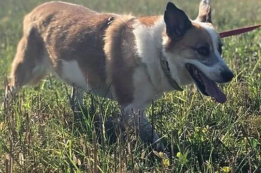 Vika-piękna biało-ruda psinka szuka swojego miejsc, Wrocław