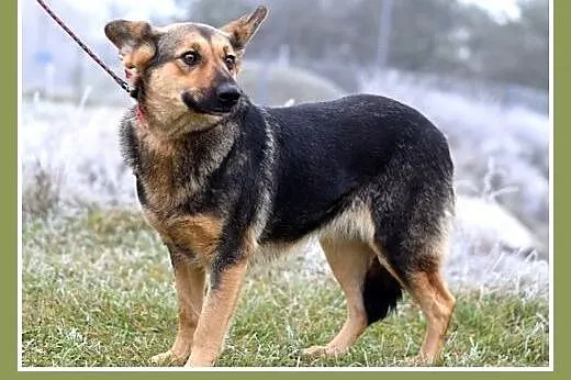 Mniejsza od owczarka,27kg,łagodna,tulaśna suczka K