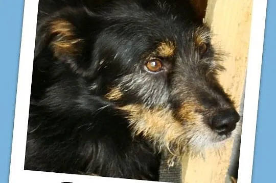 Terierkowaty OKI 2, radosny,przyjazny,łagodny psiak _Adopcja