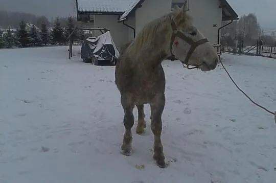 Sprzedam Szpaka