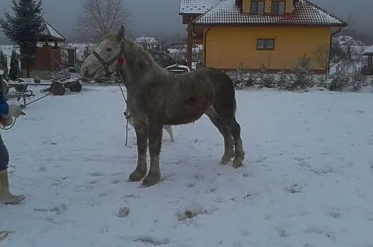 Sprzedam Szpaka