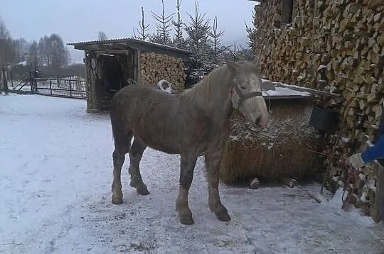 Sprzedam Szpaka
