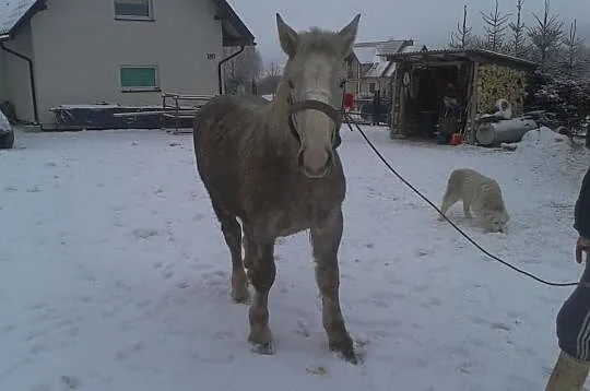 Sprzedam Szpaka