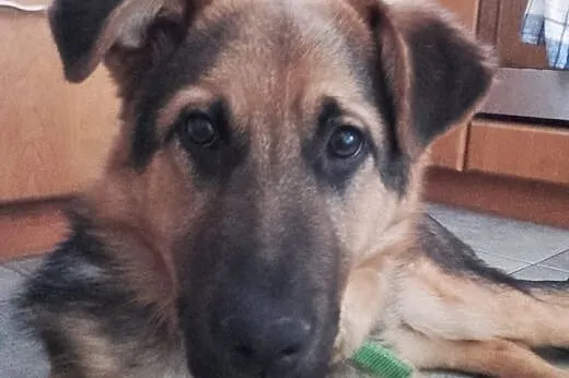 Ranger szuka domu!&#9829;,  dolnośląskie Jelen