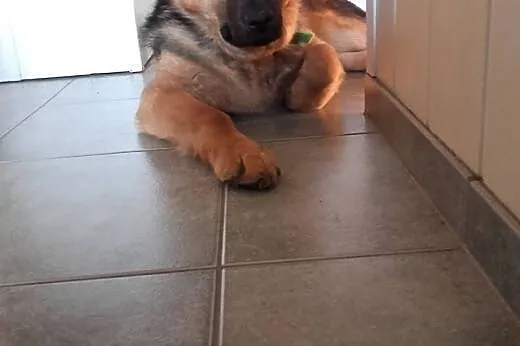 Ranger szuka domu!&#9829;,  dolnośląskie Jelen
