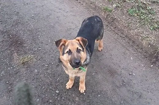 Ranger szuka domu!&#9829;,  dolnośląskie Jelen