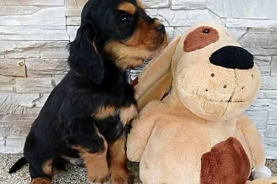 Śliczny piesek Cocker Spaniel Angielski