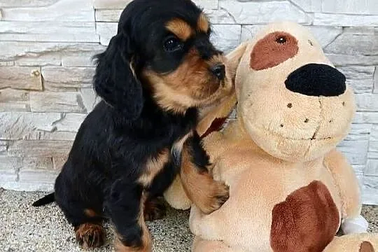 Śliczny piesek Cocker Spaniel Angielski, Łódzkie, Sieradz