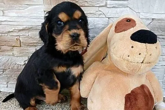 Śliczny piesek Cocker Spaniel Angielski, Łódzkie, Sieradz