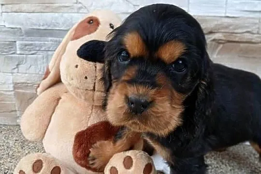 Śliczny piesek Cocker Spaniel Angielski, Łódzkie, Sieradz
