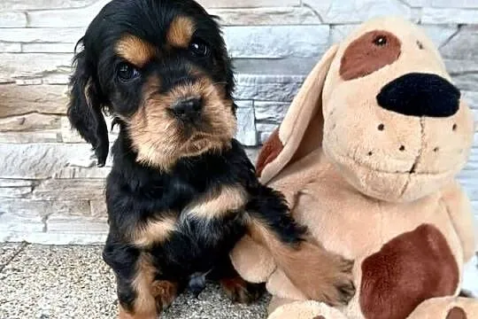 Śliczny piesek Cocker Spaniel Angielski, Łódzkie, Sieradz