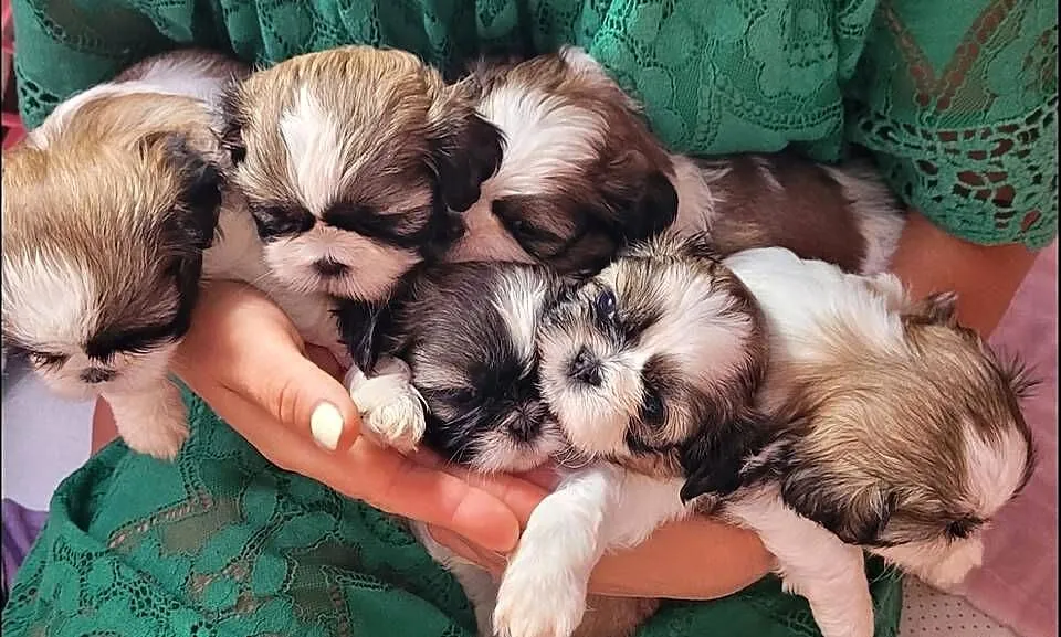 Szczeniaczki SHIH TZU z rodowodem / chipem i ważnymi szczepieniami, Łódzkie, Wieluń