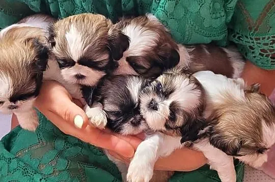 Szczeniaczki SHIH TZU z rodowodem / chipem i ważnymi szczepieniami, Łódzkie, Wieluń