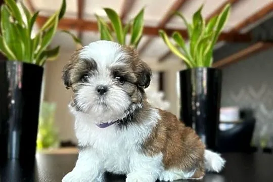 Szczeniaczki SHIH TZU z rodowodem / chipem i ważnymi szczepieniami, Łódzkie, Wieluń