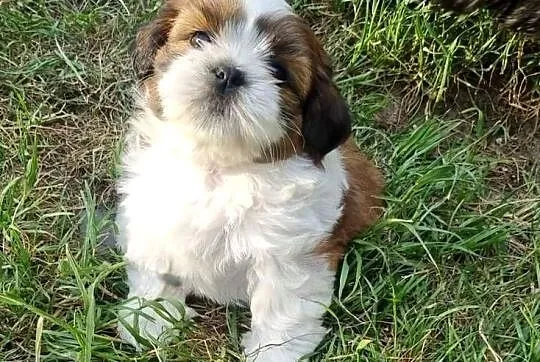 Szczeniaczki SHIH TZU z rodowodem / chipem i ważnymi szczepieniami, Łódzkie, Wieluń