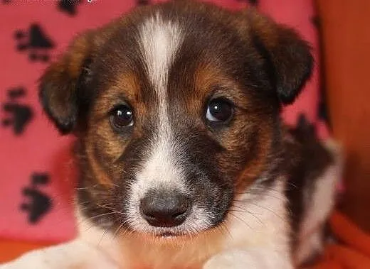 Psie dzieci do adopcji, małopolskie Kraków
