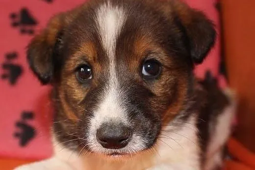 Psie dzieci do adopcji,  małopolskie Kraków