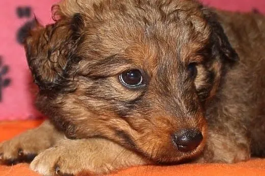 Psie dzieci do adopcji,  małopolskie Kraków