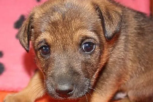 Psie dzieci do adopcji,  małopolskie Kraków