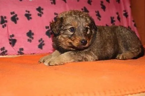 Psie dzieci do adopcji,  małopolskie Kraków