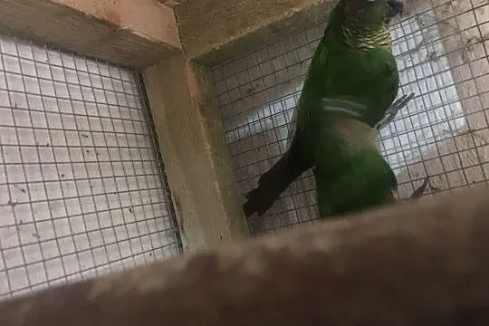 Papugi Rudosterki Brązowouche para, Głowno