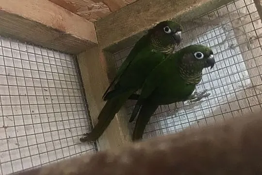 Papugi Rudosterki Brązowouche para, Głowno