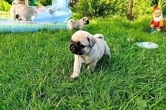 Mops szczeniak z rodowodem, rasowy suczka i cztery pieski, Kujawsko-pomorskie, Osielsko