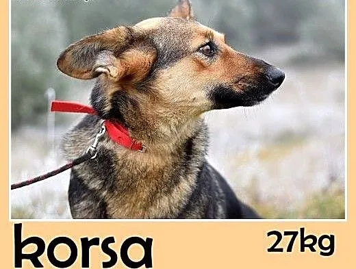 Mniejsza od owczarka,27kg,łagodna,tulaśna suczka K