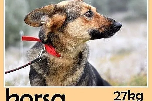 Mniejsza od owczarka,27kg,łagodna,tulaśna suczka K