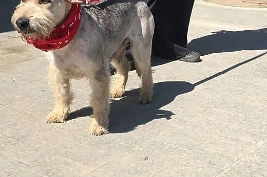 Super miły, grzeczny psiak w typie teriera szuka s
