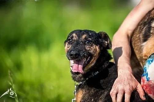 KRUKI - rozważny ALE romantyczny :) fajny psiak sz
