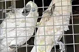 Kakadu niebieskooka
