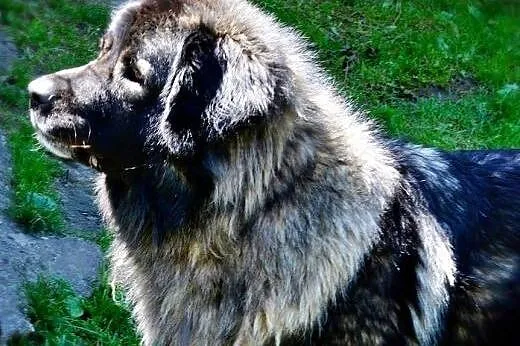Kaukaz szuka domu,  dolnośląskie Wołów