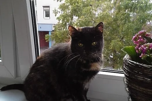 6 letnia KICIA- szuka domu :-),  wielkopolskie Poznań