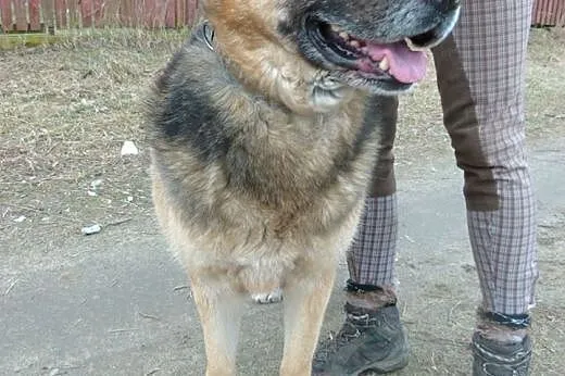 ANANAS to miły, zadbany, dobrze odżywiony, pachnący psiak... Adoptuj! ,  mazowieckie Warszawa