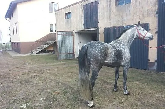 Siwa klacz 6 Lat //po Dido han///