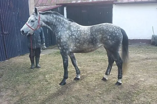 Siwa klacz 6 Lat //po Dido han///