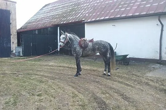 Siwa klacz 6 Lat //po Dido han///
